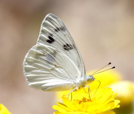 WHITE, CHECKERED (Pontia protodice) (6-5-13) nye co, nevada