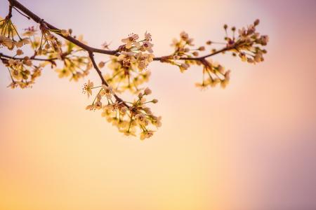 White Cherry Blossoms in Closeup Photography