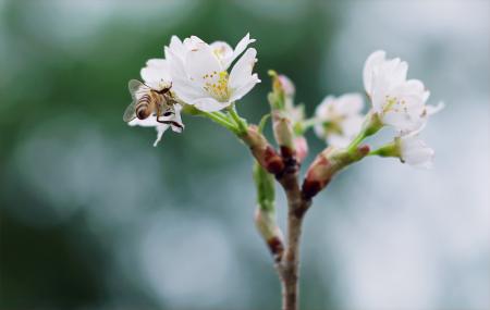 White Clustered Flowers With Bee On Top