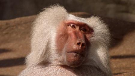 White Coated Baboon