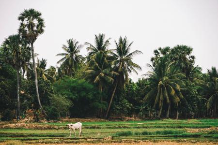 White Cow on Green Grass Field