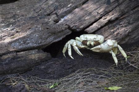 White Crab