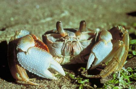 White Crab