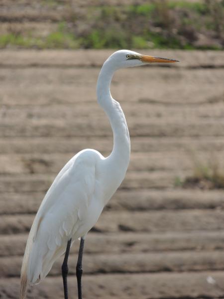 White Crane