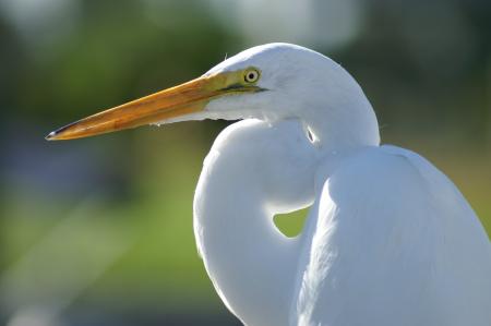 White Crane Bird