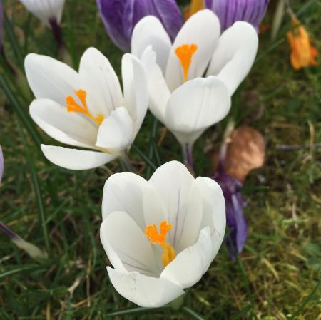White crocuses
