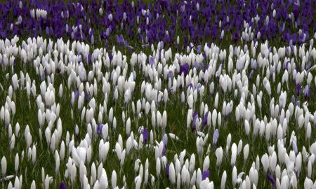White crocuses
