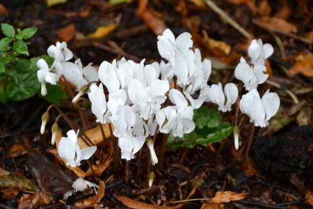 White cyclamen