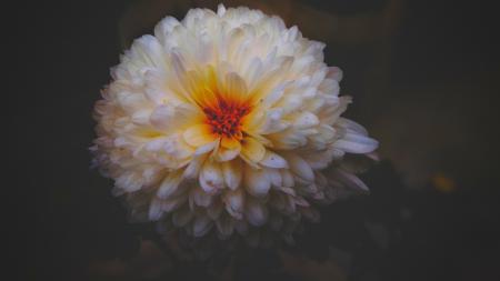 White Dahlia Flower Closeup Photography