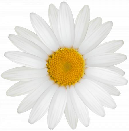 White Daisy