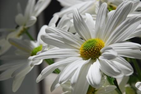 White Daisy