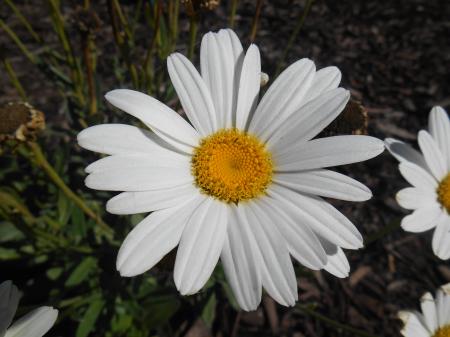 White Daisy