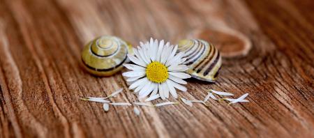 White Daisy and Shells