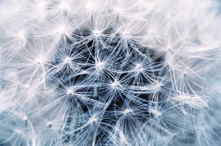 White Dandelion