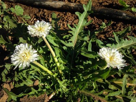 White Dandelion