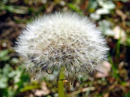 White Dandelion Closeup Photo