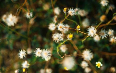 White Dandelion Flower