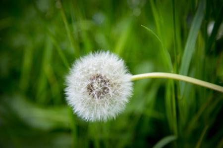 White Dandelion in Shallow Focus Photography