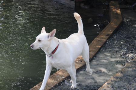 White dog by water