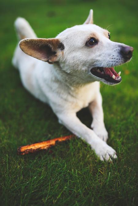 White dog with stick