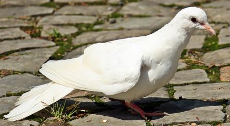 White Dove