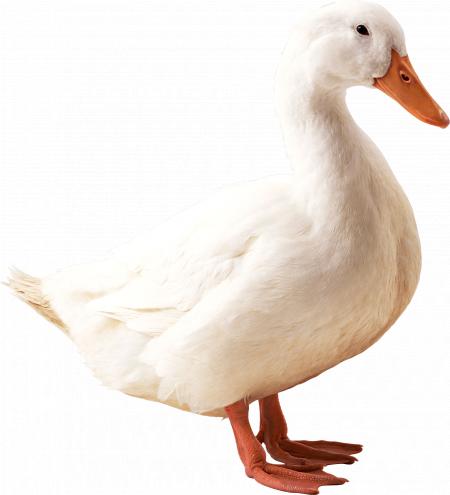 White duck