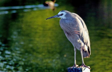 White faced heron.NZ