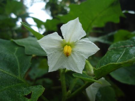 White Flower