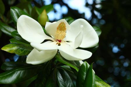 White Magnolia