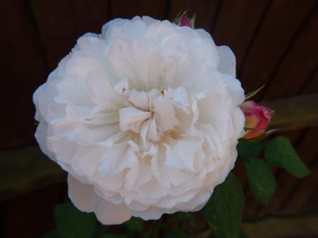 White flower