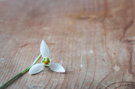 White Flower