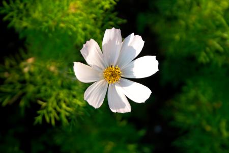 White Flower