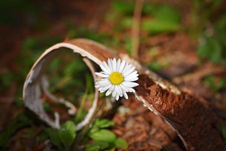 White Flower