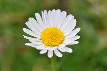 White Flower