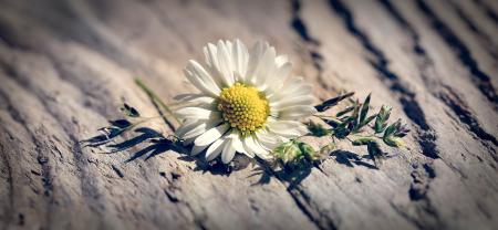 White Flower