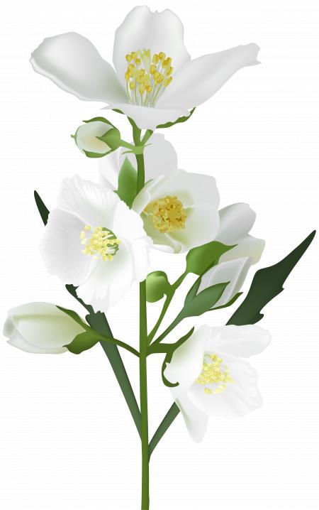 white flowers