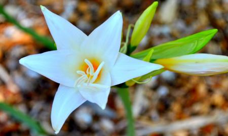 White Flower