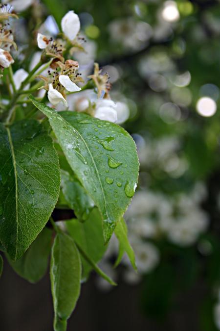 White flower after the rain