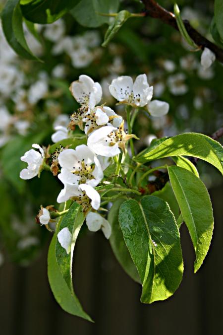 White flower after the rain