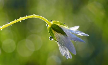 White Flower and Bokeh