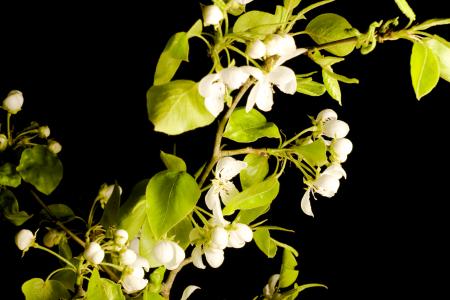 White Flower and Green Leaves