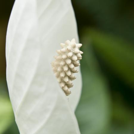 White flower close up