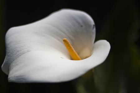 White Flower Closeup