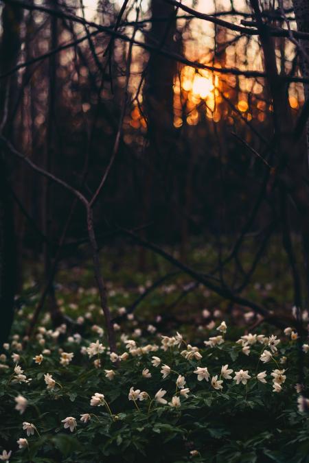 White Flower Field Under Twigs