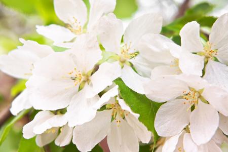 White Flower in Bloom