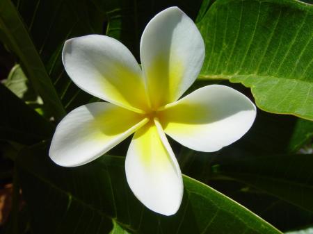 White Flower in the Garden