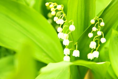 White Flower on Green
