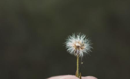 White Flower Speck on Person's Hand