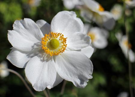 White Flower With Yellow Center