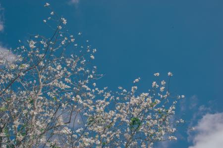 White Flowering Tree Low-angle Photo at Daytime